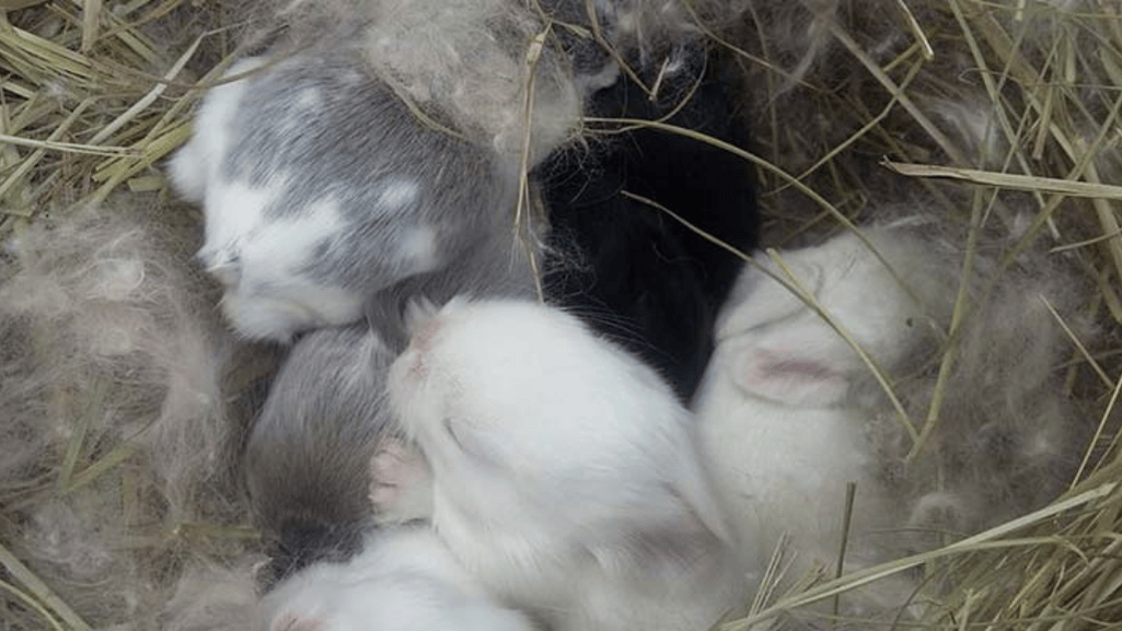 american fuzzy lop care