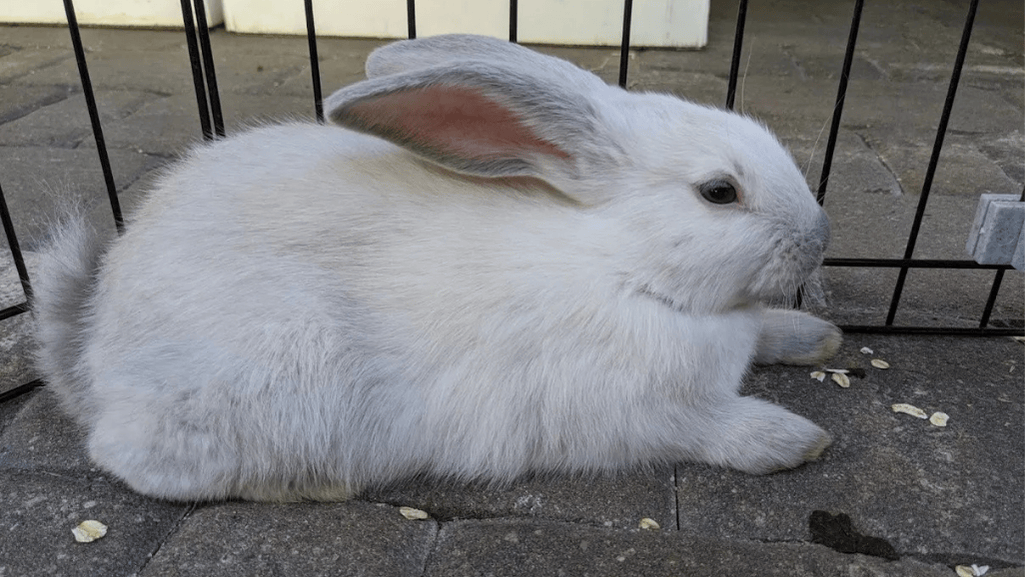 american rabbit care