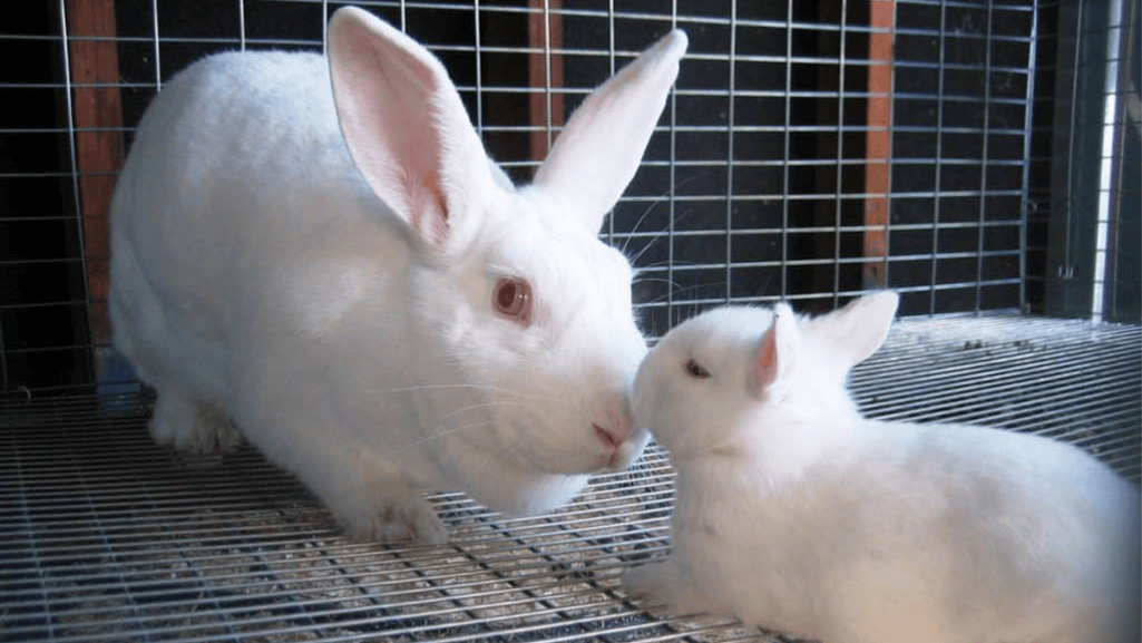 american rabbit history