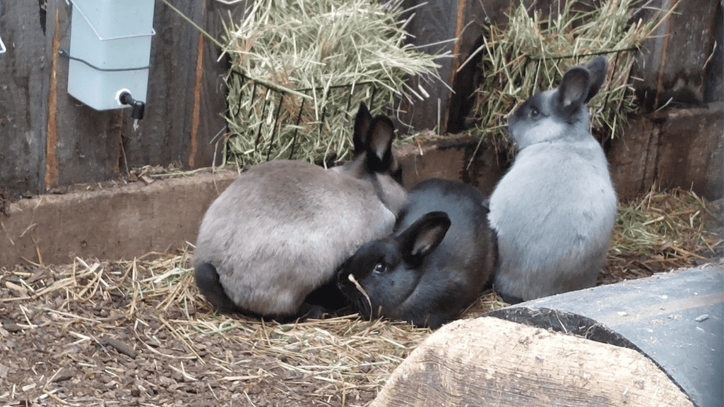 american sable coat