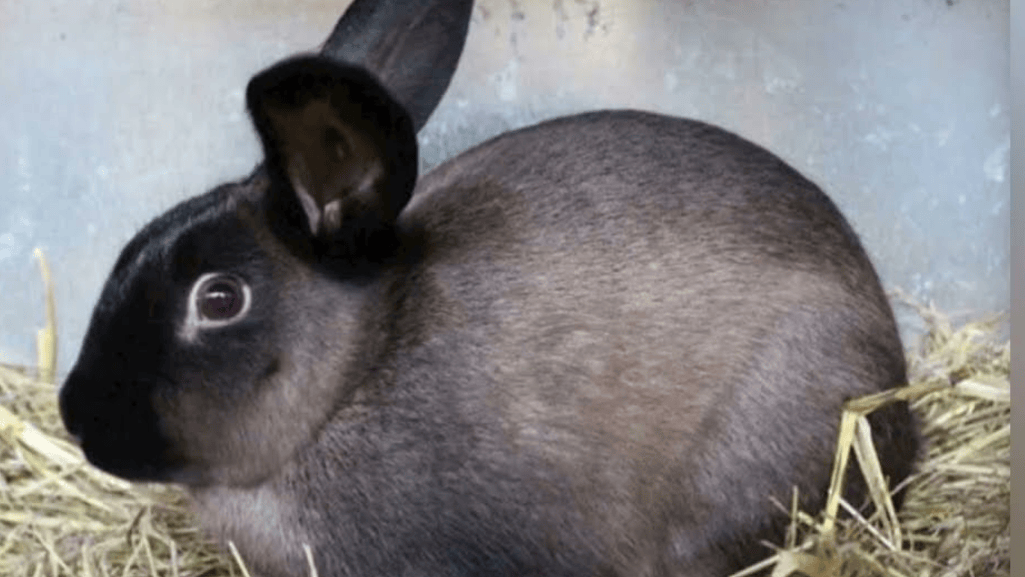 american sable rabbit