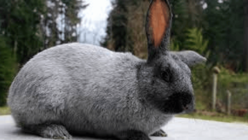american sable temperament