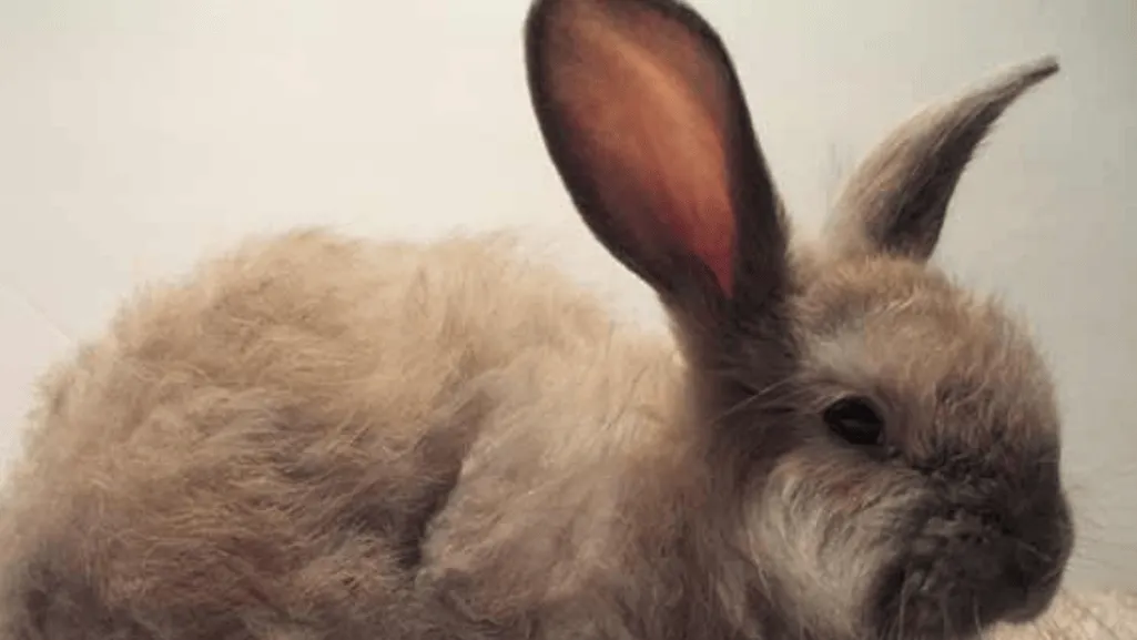 angora rabbits need