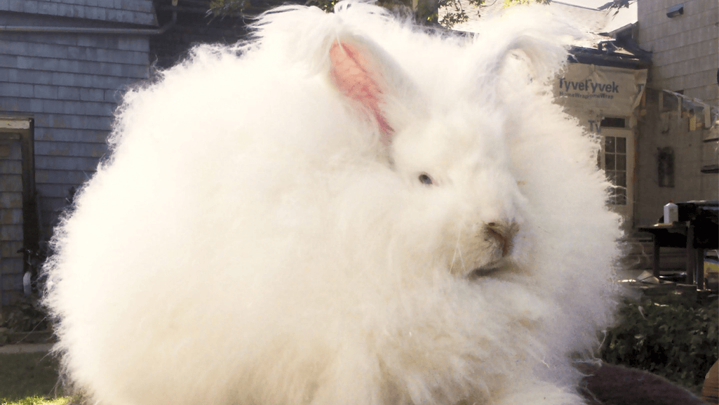 angora wool care