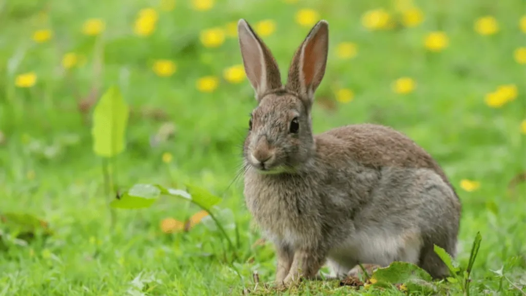 beveren rabbits beveren rabbits