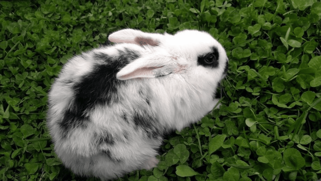 blanc hotot markings