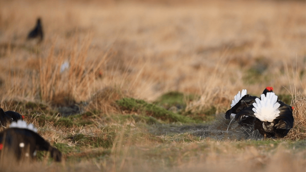 conservation survival