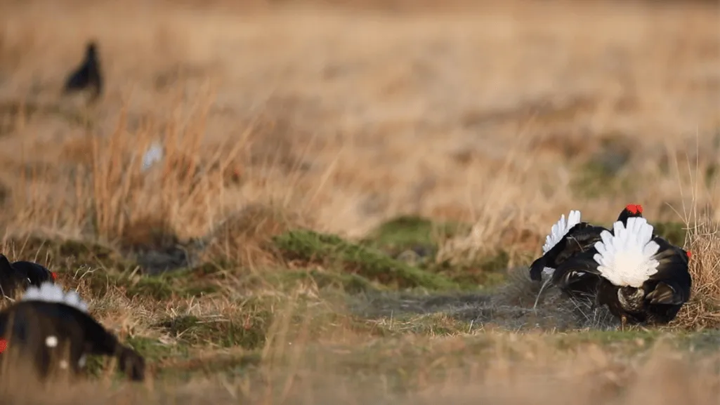 conservation survival conservation survival