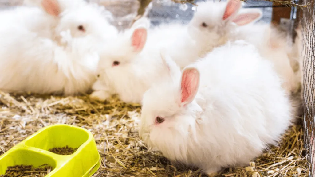 daily grooming for angora rabbits