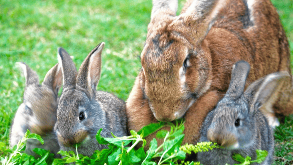 flemish giant diet