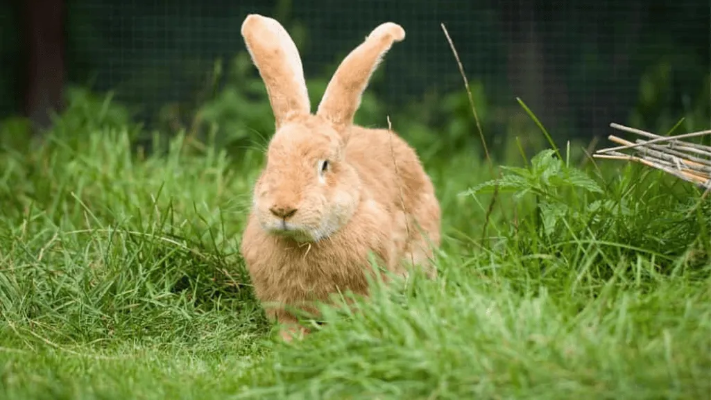 flemish giant enclosure