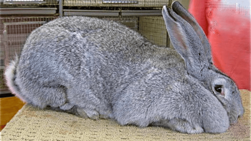 flemish giant exercise