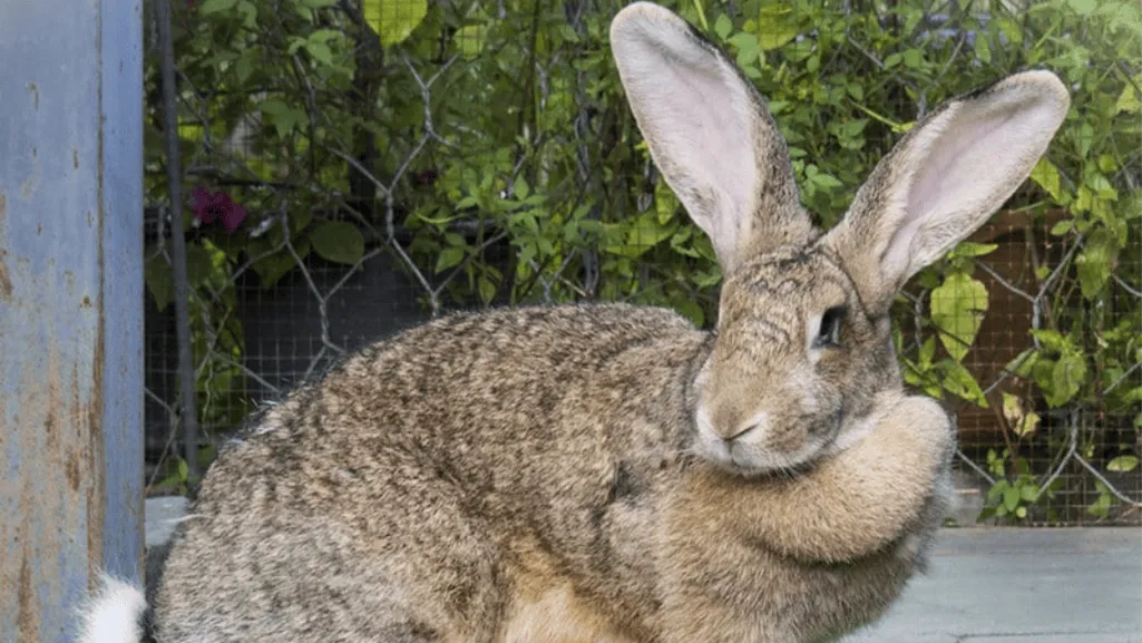 flemish giant health