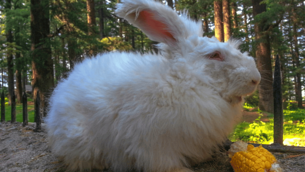french angora fiber