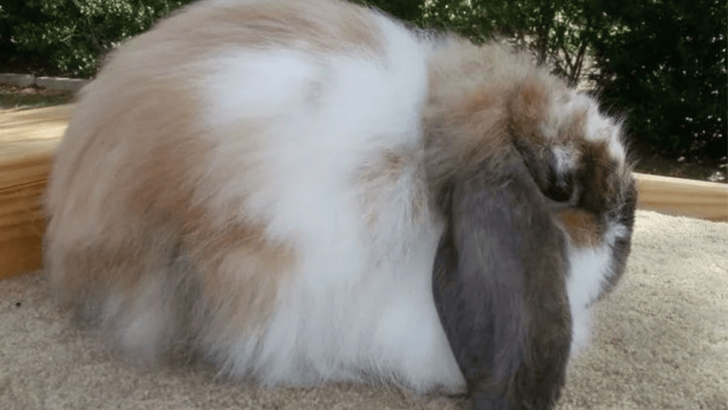 fuzzy lop diet