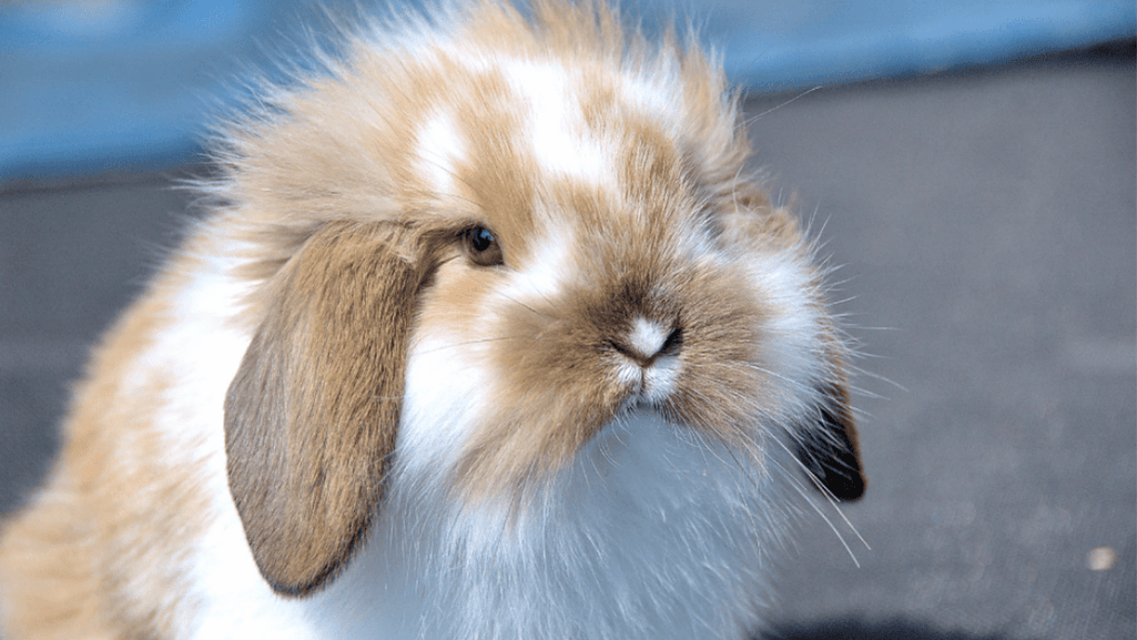 fuzzy lop habitat