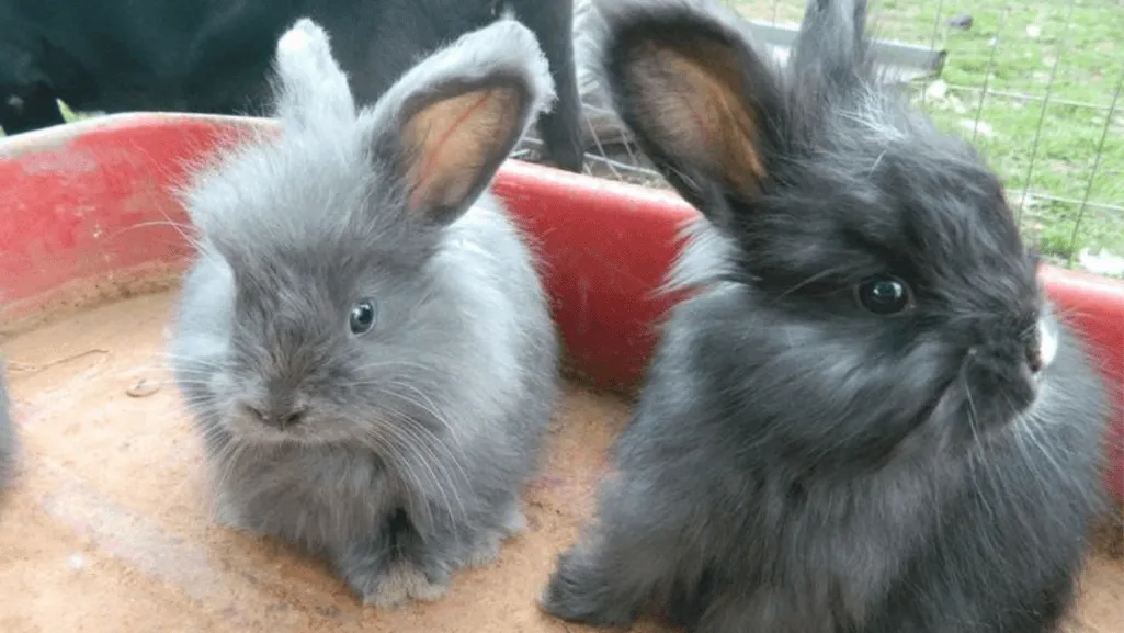 getting a french angora