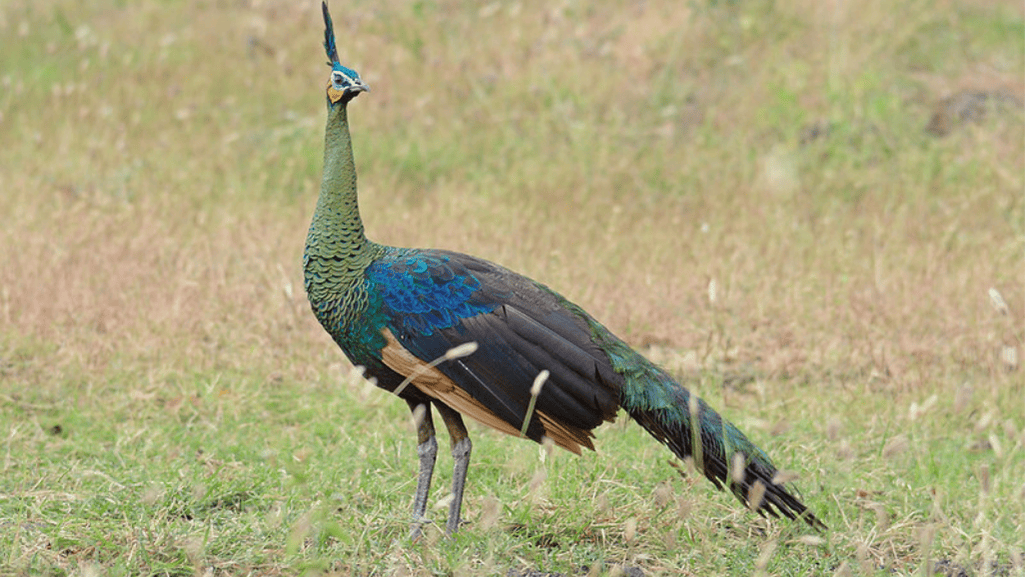 green peafowl