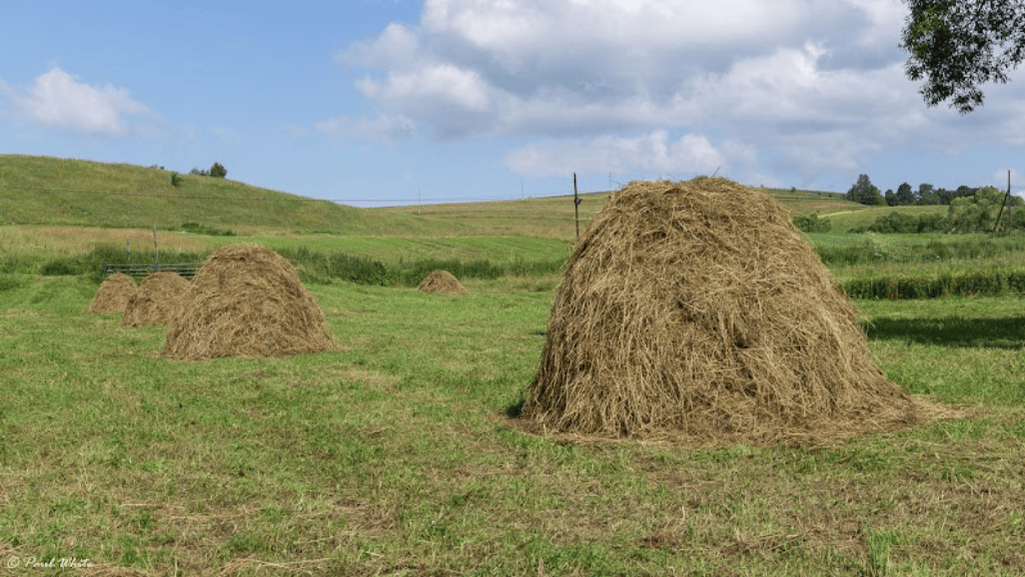 hay