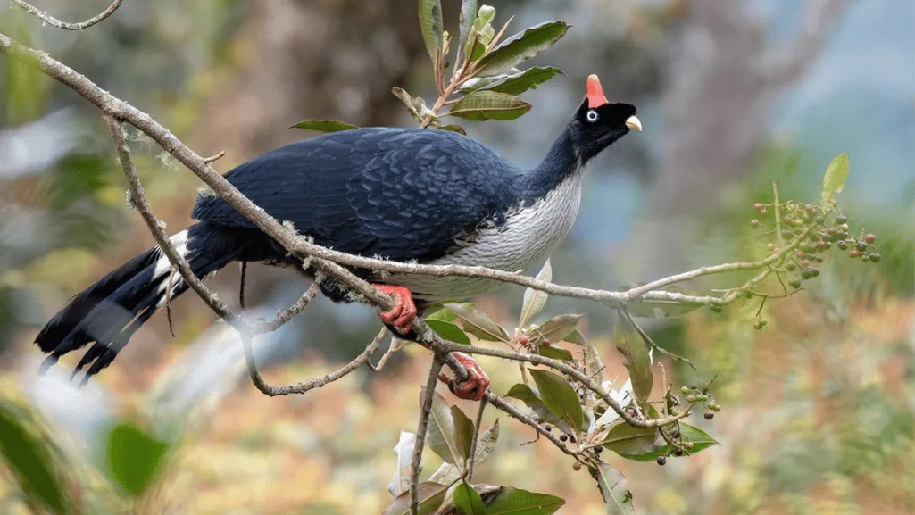 horned guan conservation