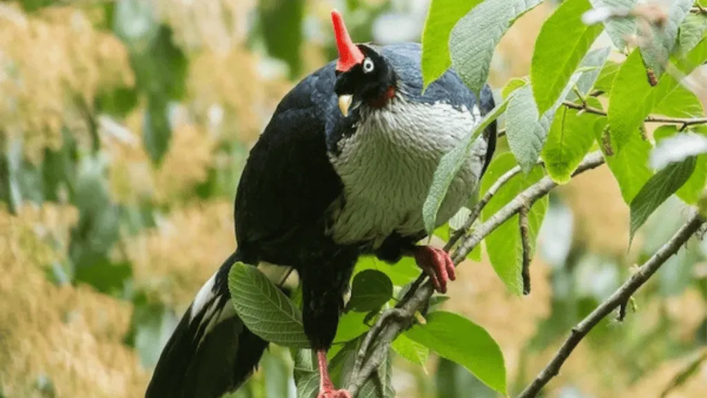 horned guan conservation