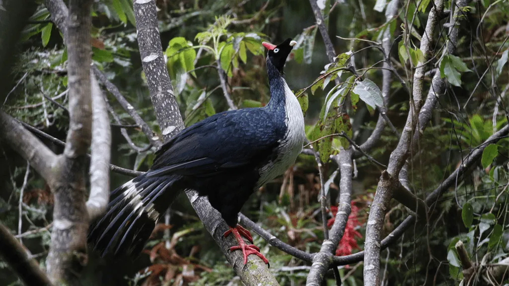 horned guan conservation