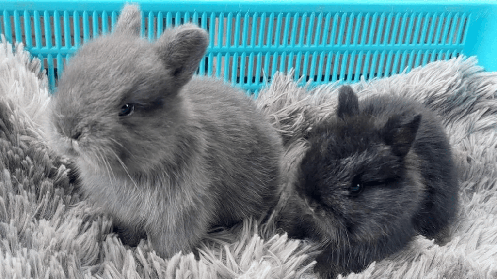 jersey wooly rabbit ears coat
