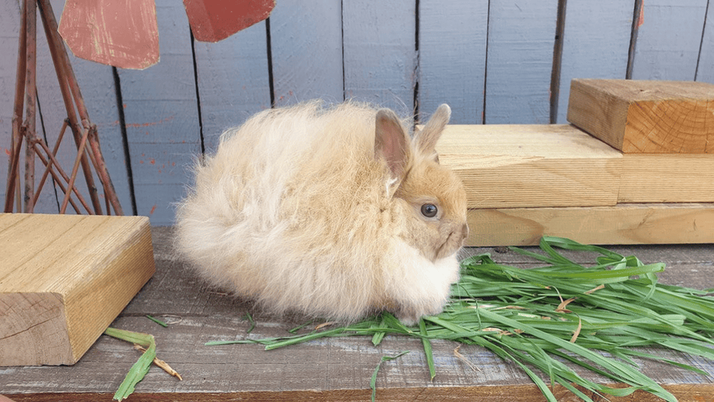 jersey wooly rabbit