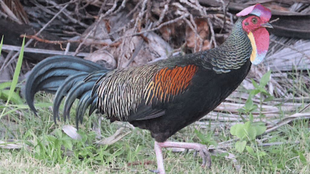 male green junglefowl