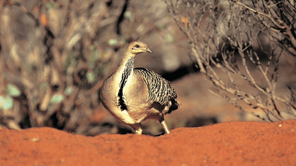 malleefowl in mallee habitat