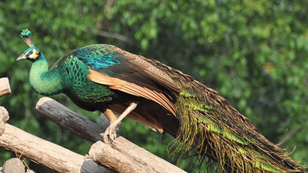 pavo muticus
