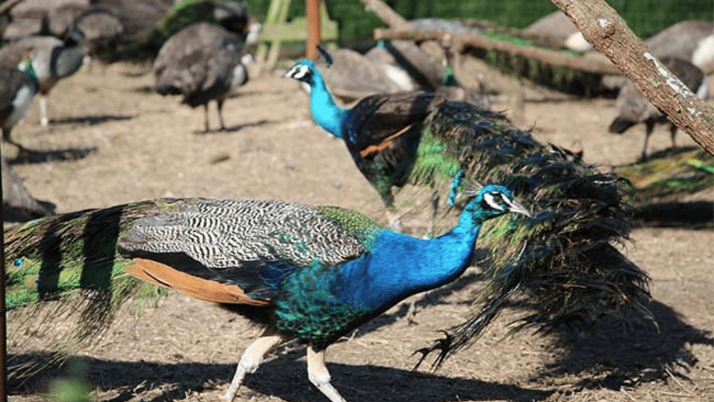 peafowl behavior