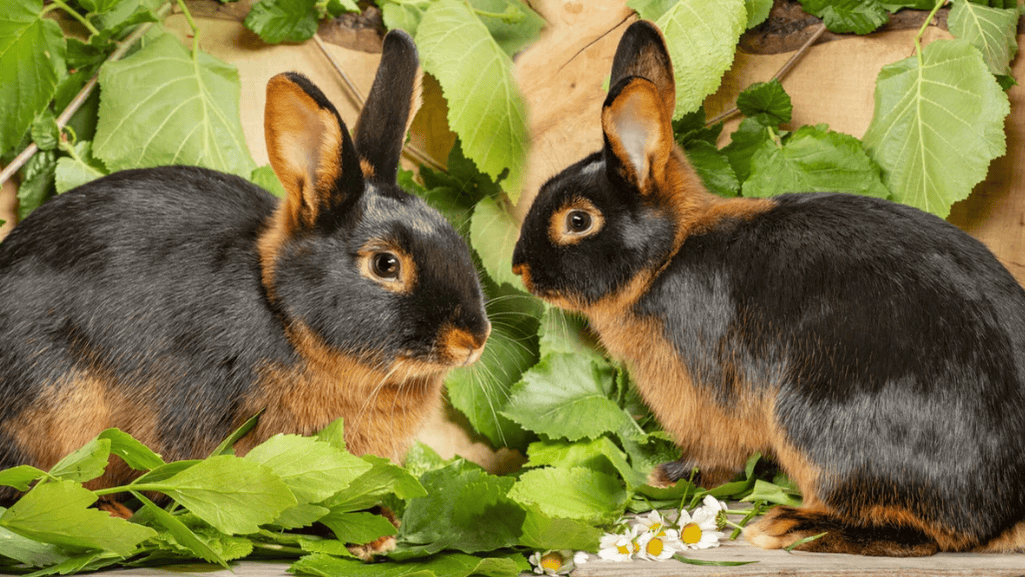 rabbit breeders