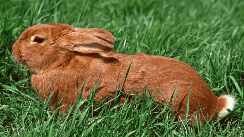 rabbit care rabbit care