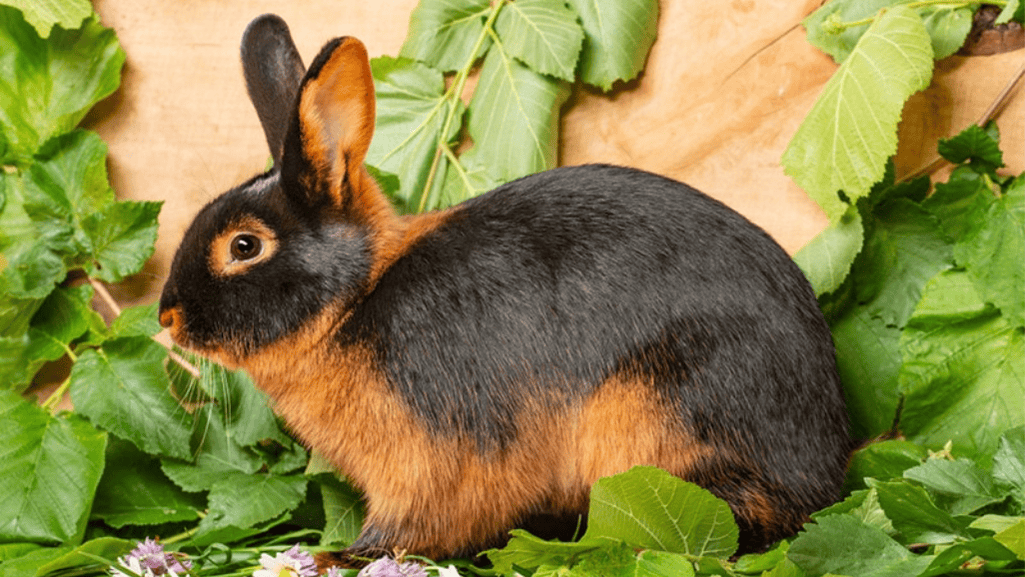 tan rabbit care