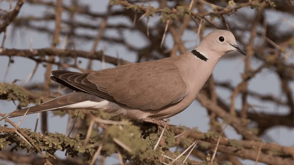 African Collared Dove Symbolism