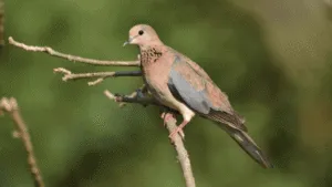 African Turtledove