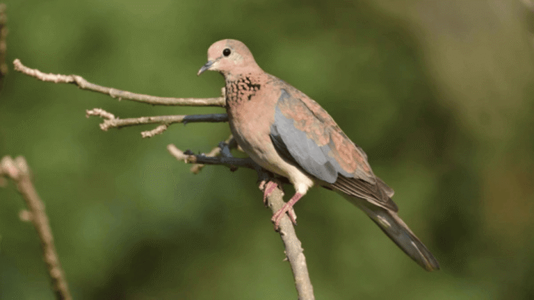African Turtledove