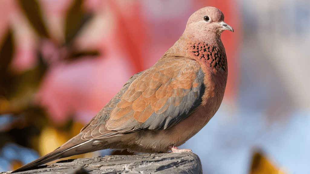 African Turtledove in its habitat