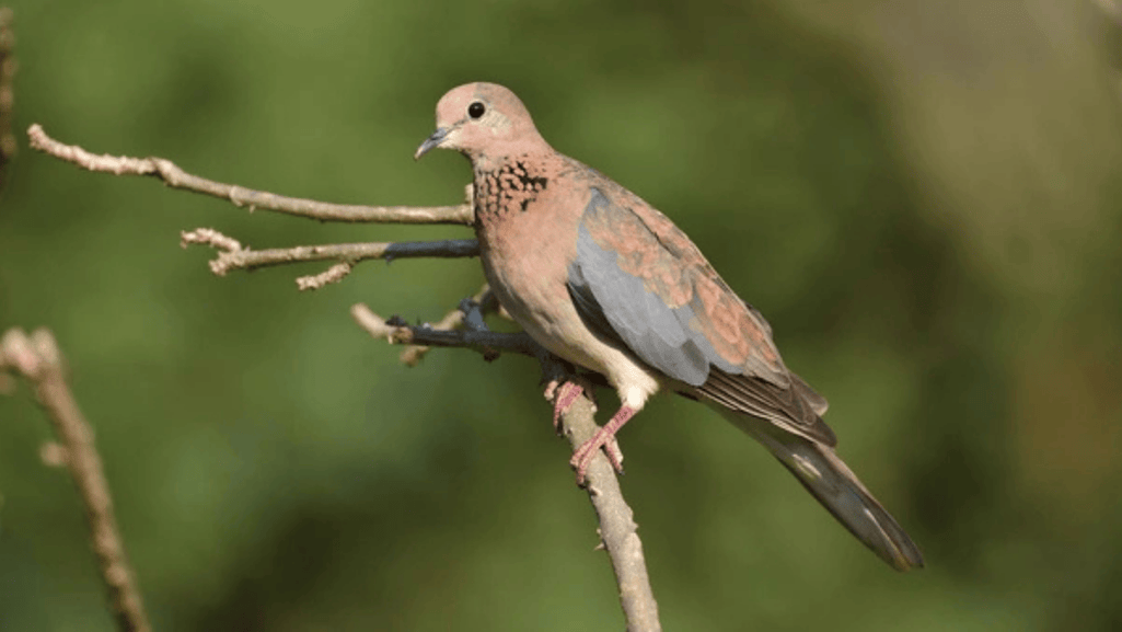 African Turtledove