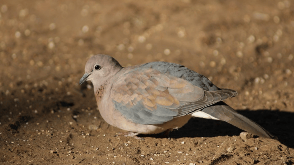 An Introduction to Turtur afer