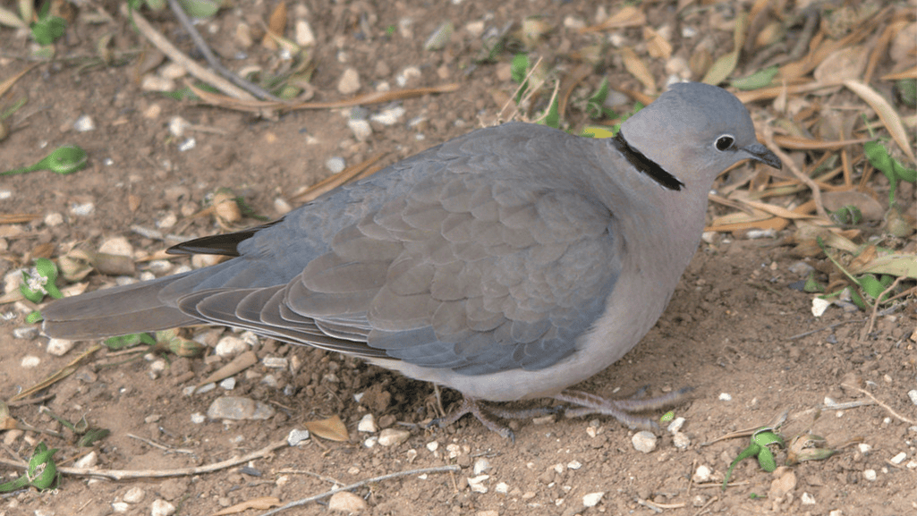 An Overview of Cape Turtle Dove’s Habitat