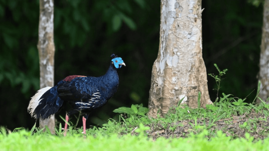 Appearance of the Crested Fireback