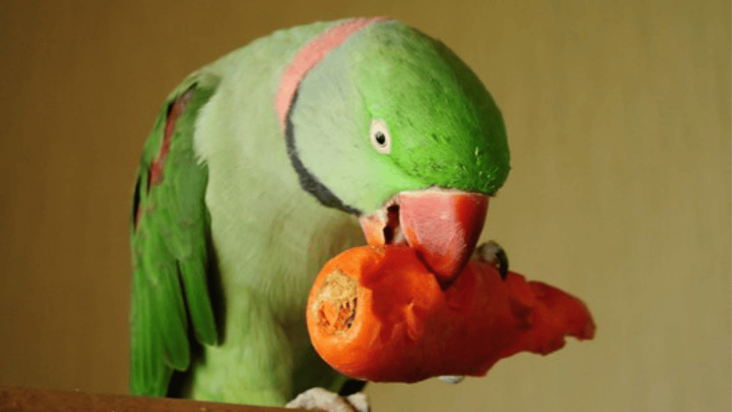 Behavioral impacts of diet parrot