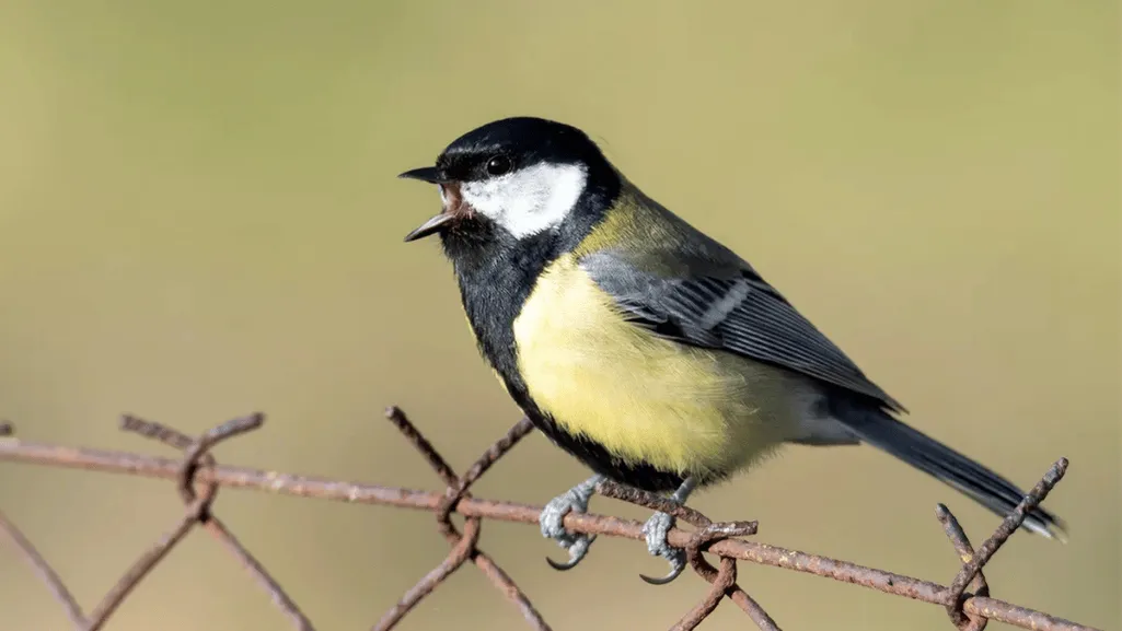 Bird Communication Insights Examples