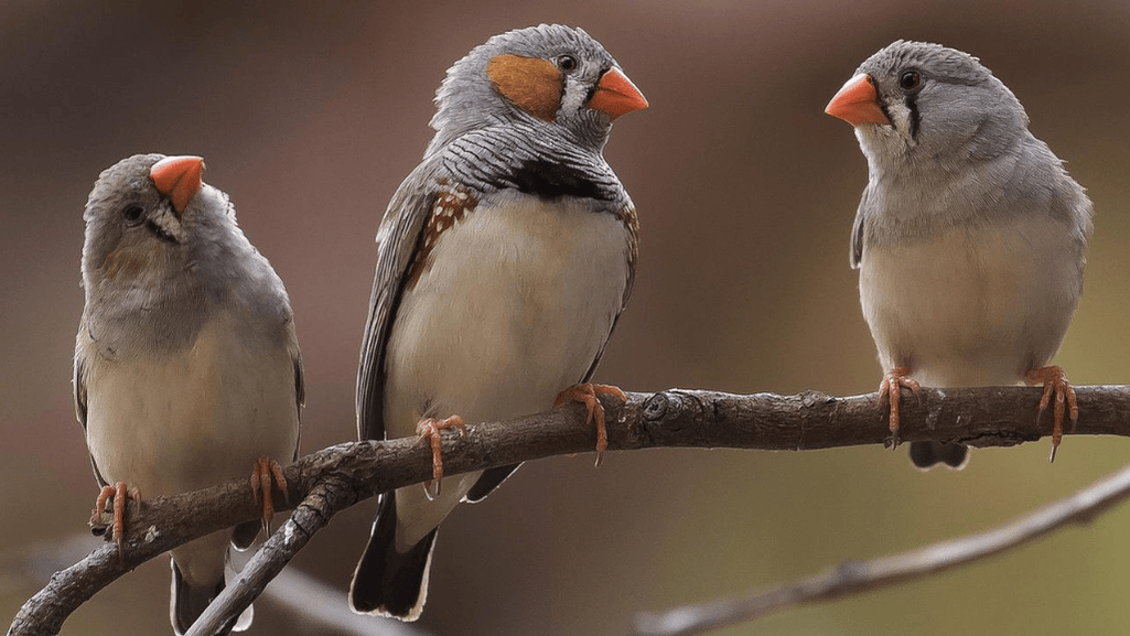 Bird Communication and Survival