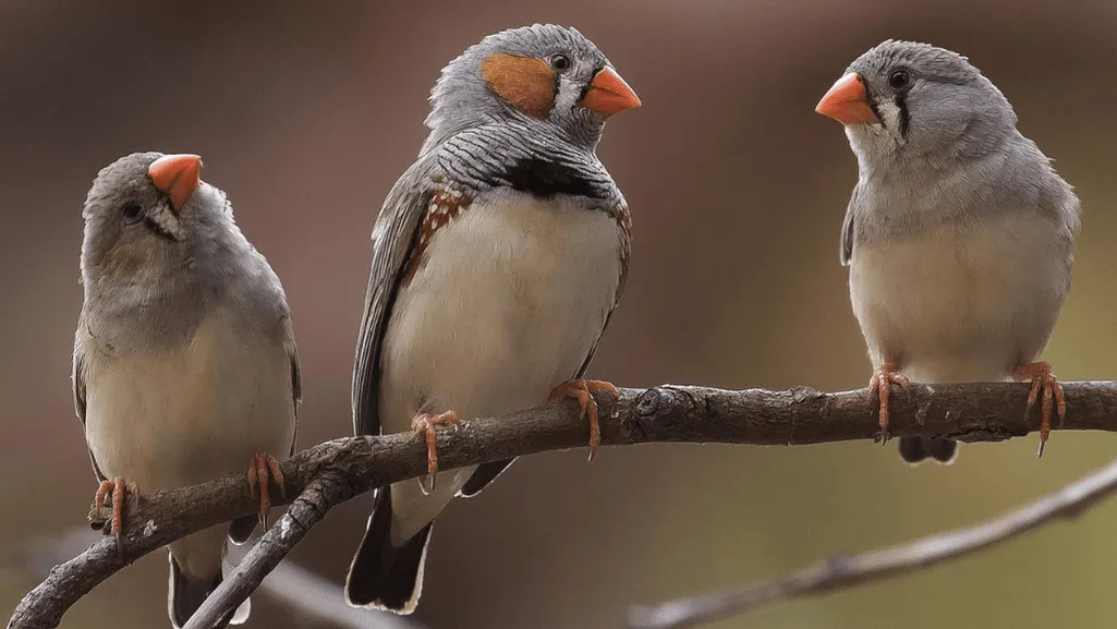 Bird Communication and Survival