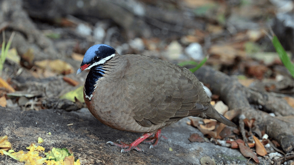 Blue-headed Quail-Dove Mating Rituals