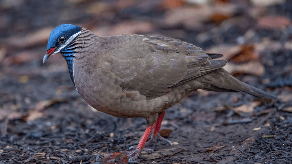 Blue-headed Quail-Dove foraging