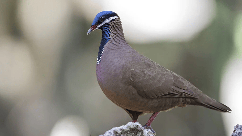 Blue-headed Quail-Dove in its bird habitat